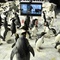 Affiche du film Mr Popper's penguins  - M. Popper et ses pingouins  