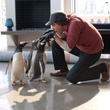 jim-carrey-pingouins-jpg