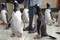 plusieurs-pingouins-jpg