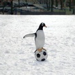 un-pingouin-sur-un-ballon-jpg