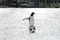 un-pingouin-sur-un-ballon-jpg