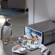 un-pingouin-jpg