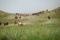 des-chevaux-qui-courent-jpg