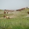 des-chevaux-qui-courent-jpg - Les Deux chevaux de Gengis Khan  