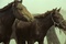 des-chevaux-jpg