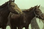des-chevaux-jpg