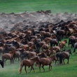 plusieurs-chevaux-jpg