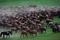 plusieurs-chevaux-jpg