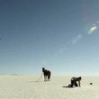 sam-shepard-arme-jpg
