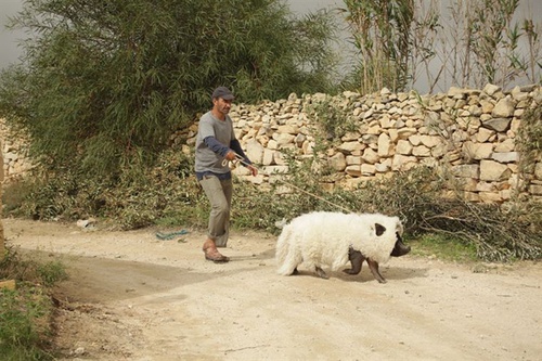 photo-3-du-film-le-cochon-de-gaza-jpg