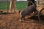 photo-5-du-film-le-cochon-de-gaza-jpg