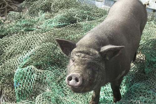 photo-8-du-film-le-cochon-de-gaza-jpg