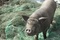 photo-8-du-film-le-cochon-de-gaza-jpg