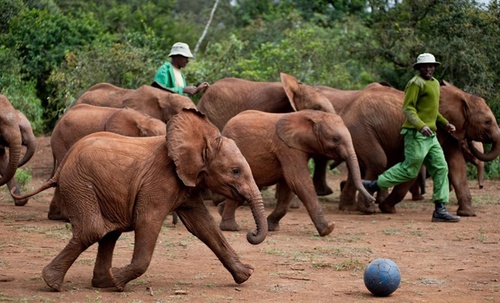 des-elephanteaux-jpg