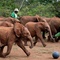 des-elephanteaux-jpg - Born to be Wild 3D 