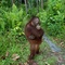 un-ouran-outang-jpg - Born to be Wild 3D 