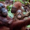 une-maman-et-son-bebe-ouran-outang-jpg - Born to be Wild 3D 