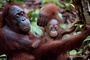une-maman-et-son-bebe-ouran-outang-jpg