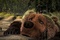 l-ours-et-sophie-et-jonathan-jpg