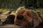 l-ours-et-sophie-et-jonathan-jpg