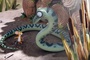 une-souris-et-un-serpent-jpg