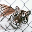tigre-jpg