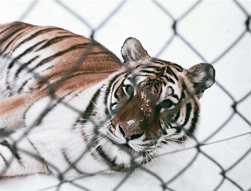 tigre-jpg