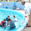 bassin-a-dauphin-jpg