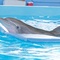 dauphin-2-jpg - L'incroyable histoire de Winter le Dauphin 