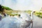 cygne-jpg