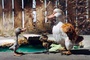 trois-canards-jpg