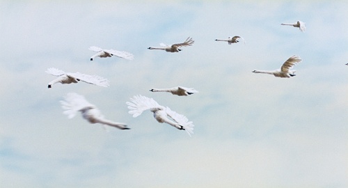 vol-d-oiseaux-jpg