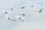 vol-d-oiseaux-jpg