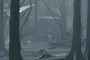 dans-la-foret-jpg