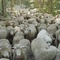 un-troupeau-de-mouton-film-sweetgrass-jpg - Sweetgrass 