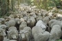 un-troupeau-de-mouton-film-sweetgrass-jpg