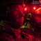 joel-edgerton-jpg - Zero dark thirty 