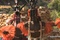 le-sang-et-la-beaute-documentaire-jpg
