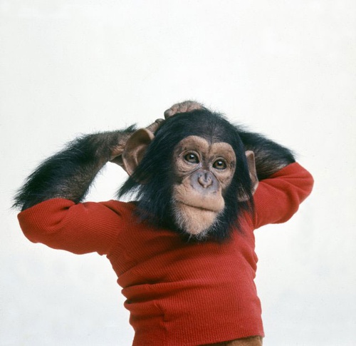 singe-nim-jpg