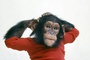 singe-nim-jpg