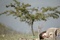 film-a-travers-les-branches-d-un-arbre-jpg