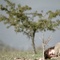 film-a-travers-les-branches-d-un-arbre-jpg - A travers les branches d'un arbre 