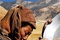 Affiche du film Himalaya, terre des femmes 
