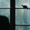 l-oiseau-jpg - L'oiseau 