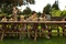 les-scouts-a-table-jpg