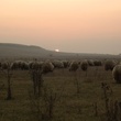 moutons-hors-des-sentiers-battus-jpg