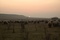 moutons-hors-des-sentiers-battus-jpg