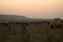 moutons-hors-des-sentiers-battus-jpg
