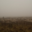 troupeau-hors-des-sentiers-battus-jpg