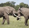 deux-elephants-jpg - Félins 